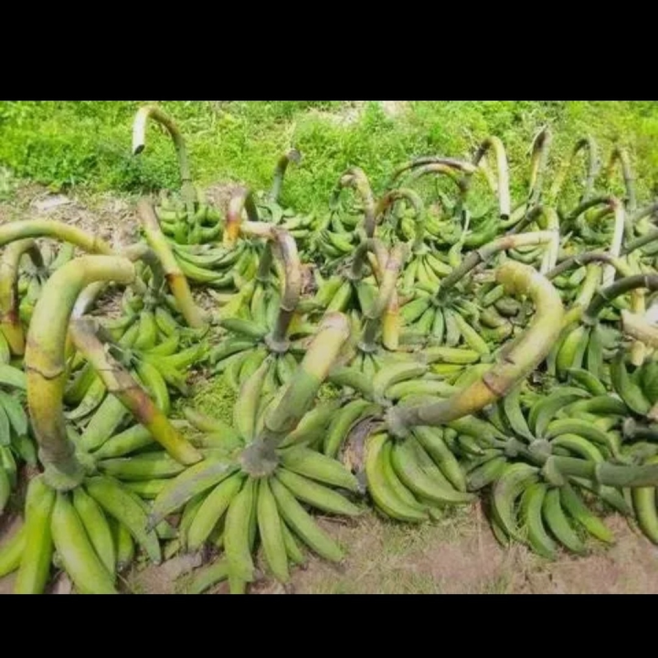 plantain