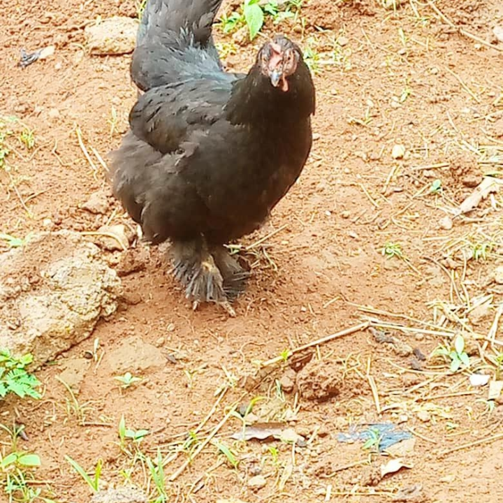 Poule du village