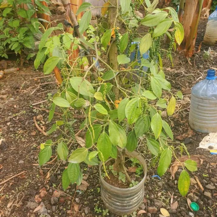 White Pepper Seedlings