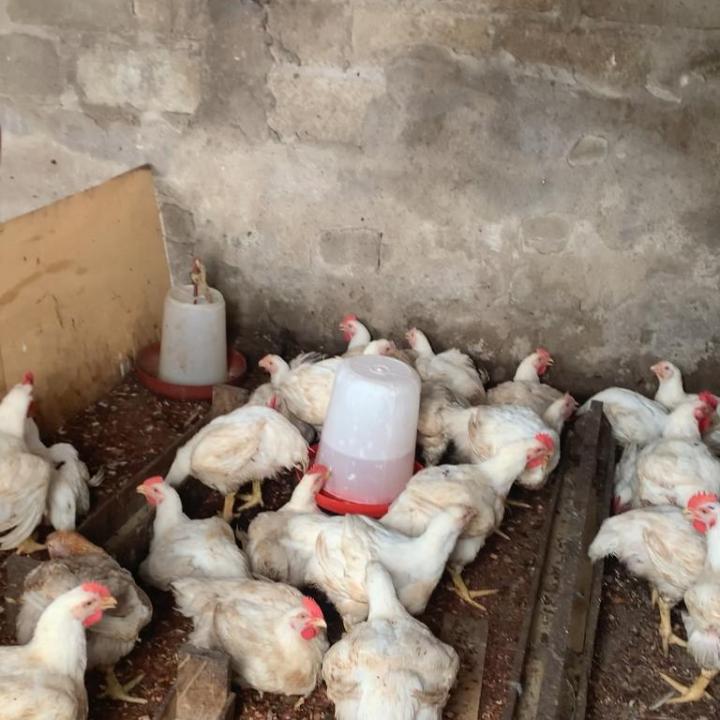 Chickens