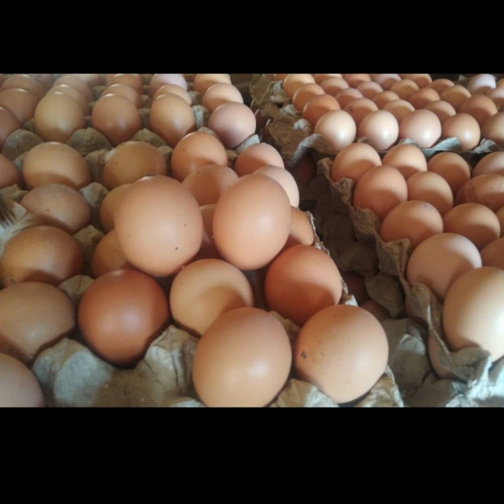 Tray egg