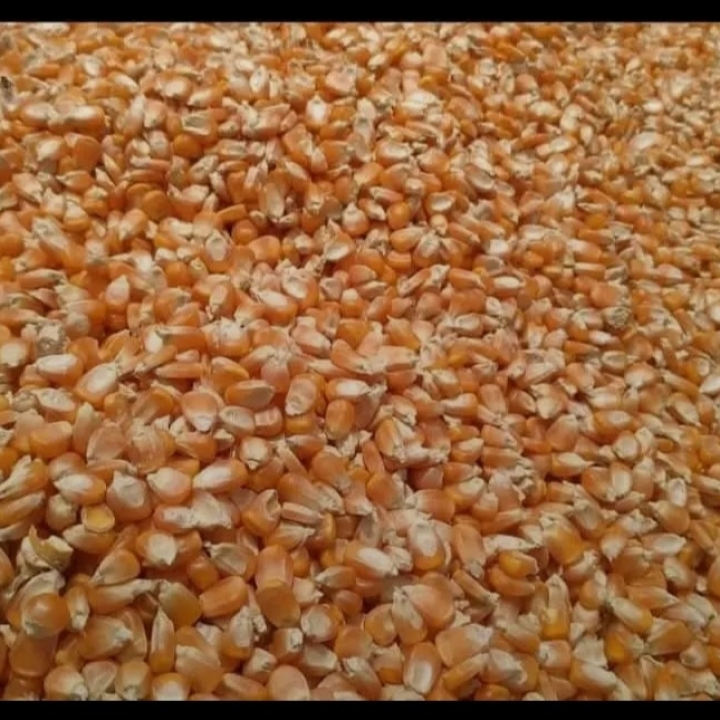 15lit corn