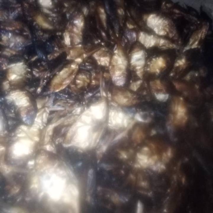 DRY FISH