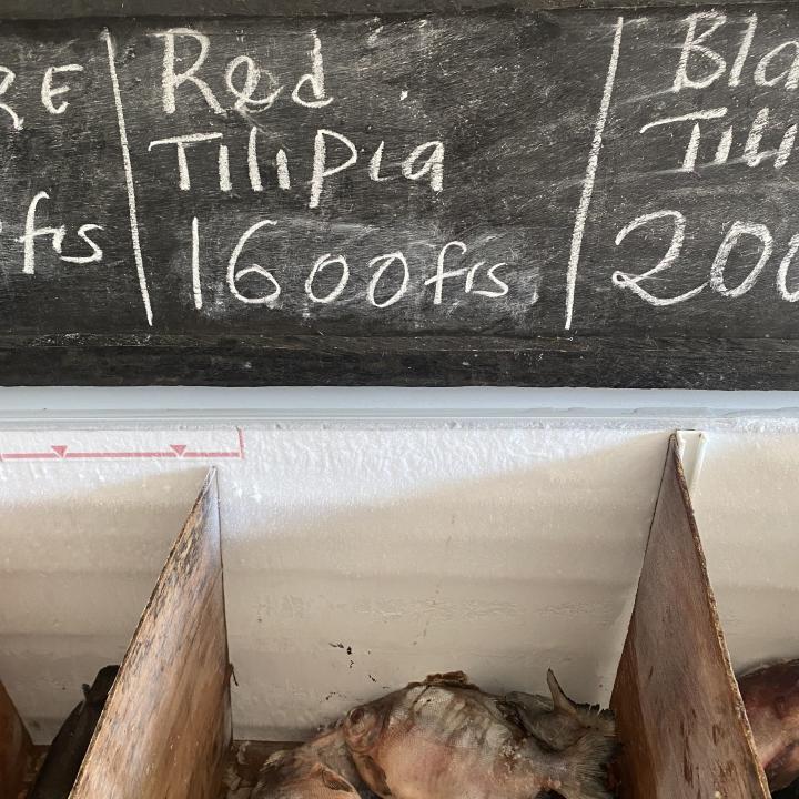Red Tylapia