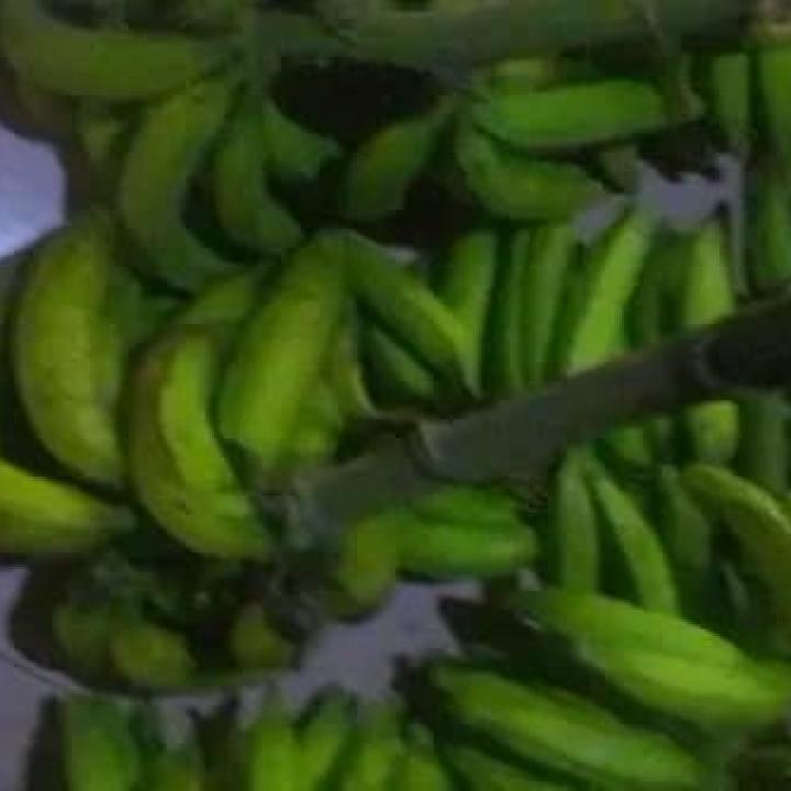 Raw plaintains