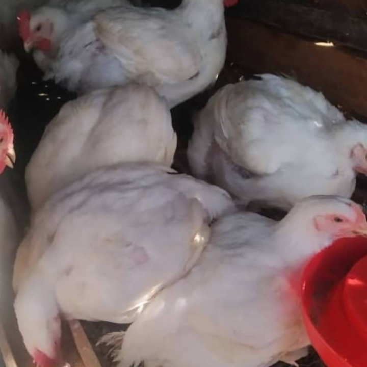 fowl