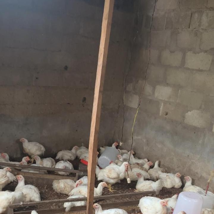 Chicken