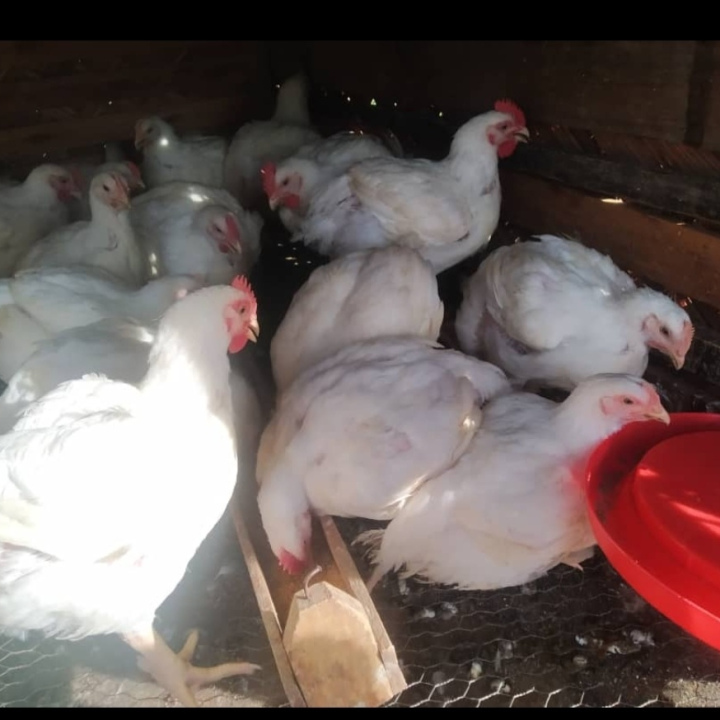 fowls