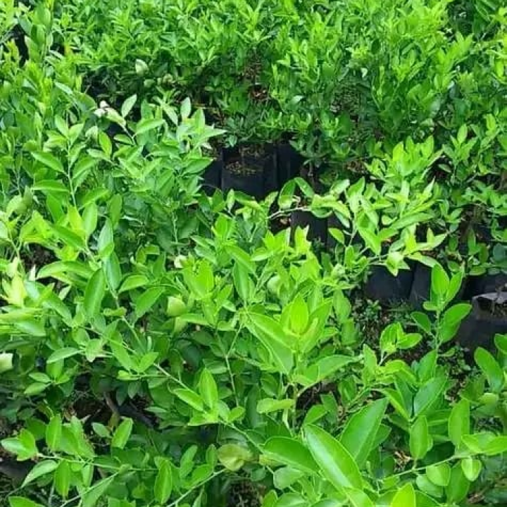 Mandarine Nursery