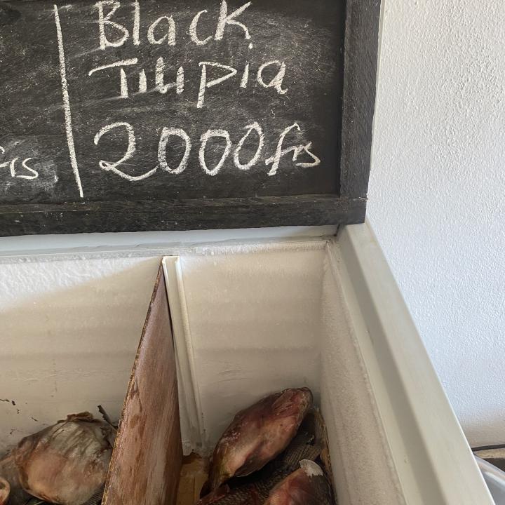 Black Tilapia
