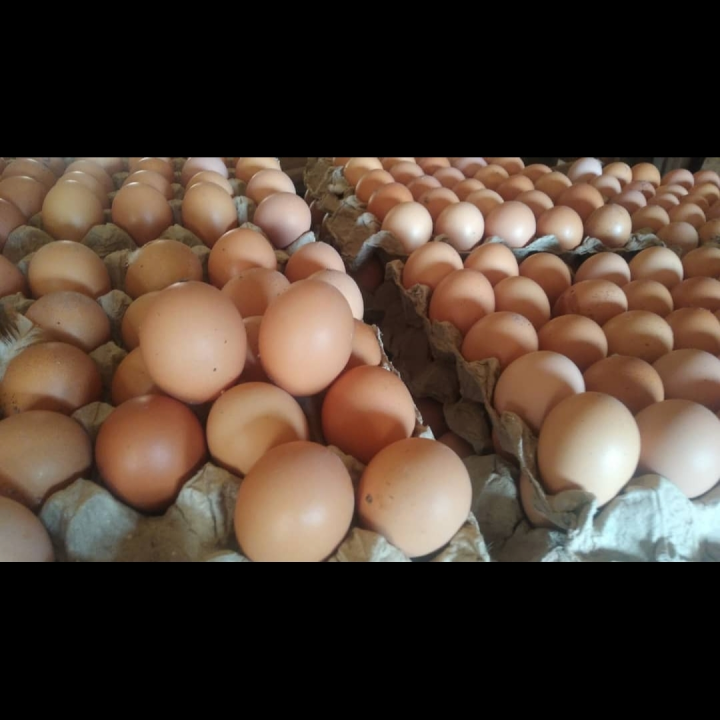 eggs