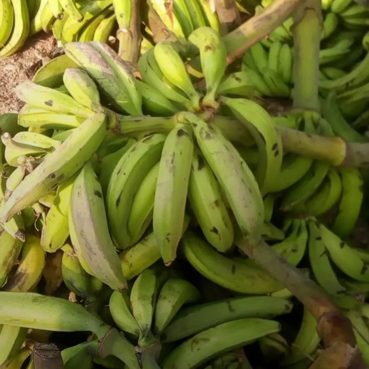 plantain