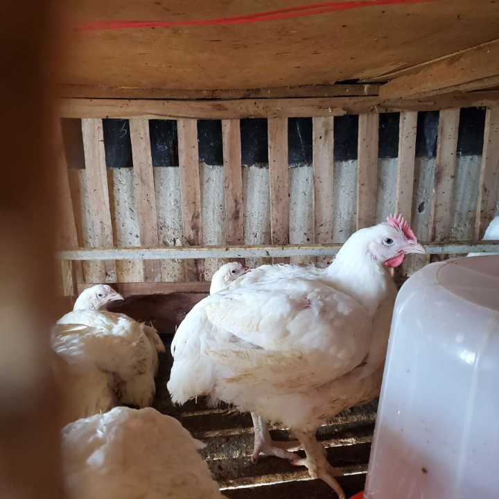fowls