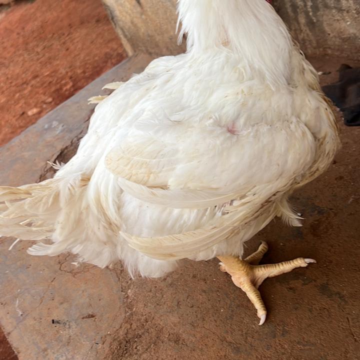 fowls