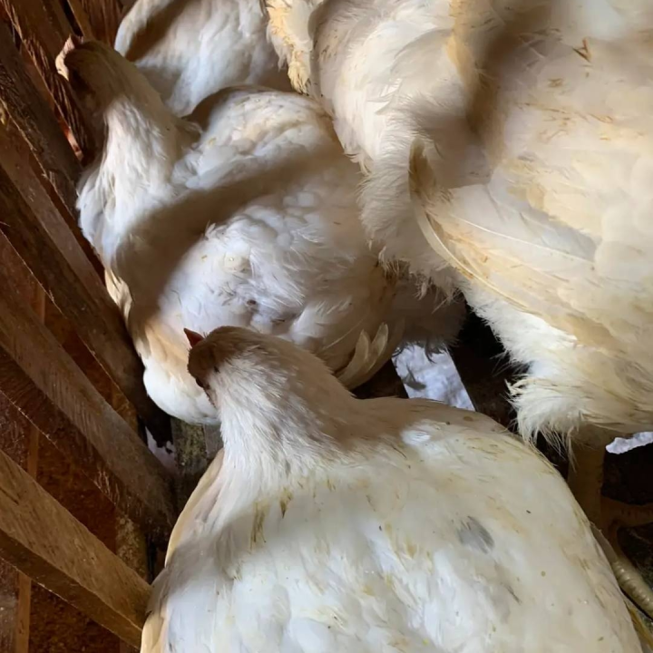 fowls