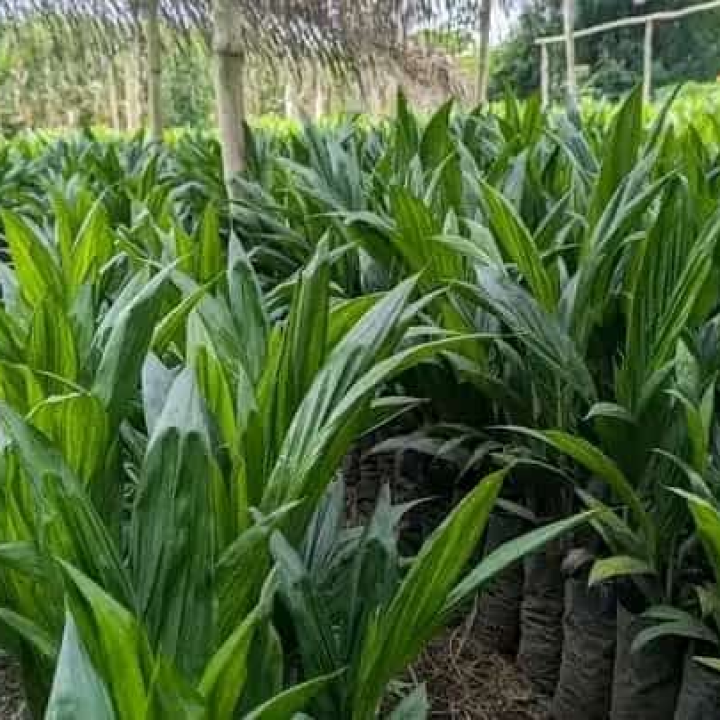 Palm nursery (American seedling)