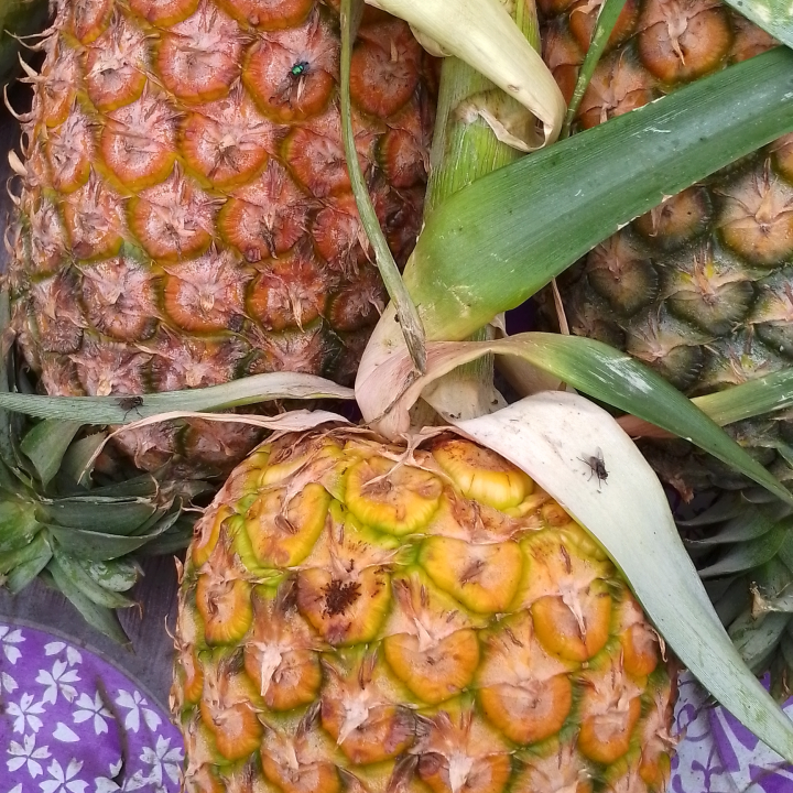 Pineapple
