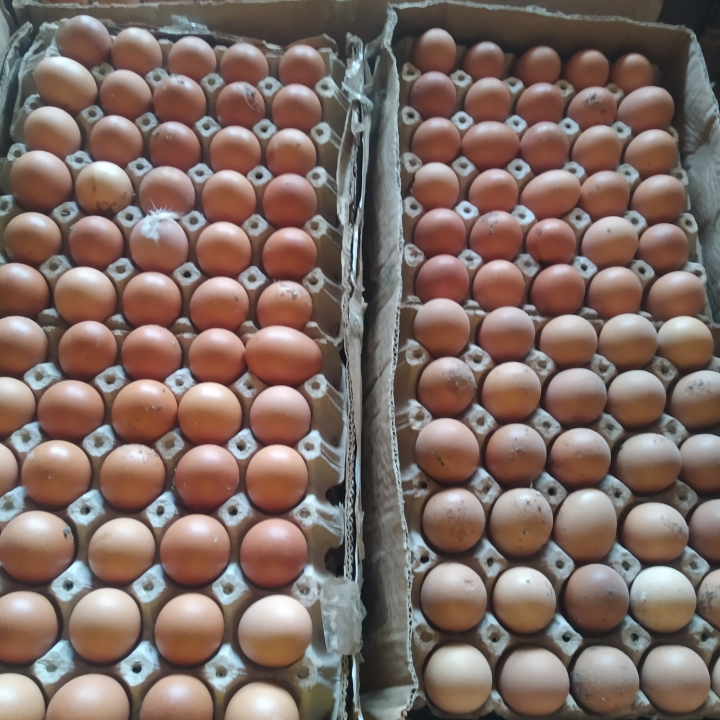 Eggs