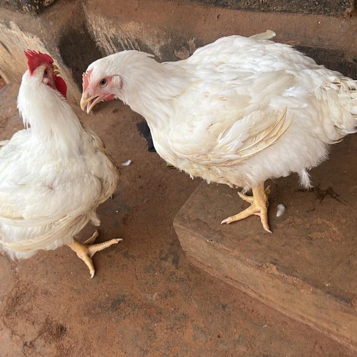fowl