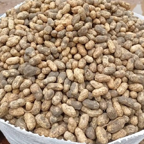Fresh groundnut